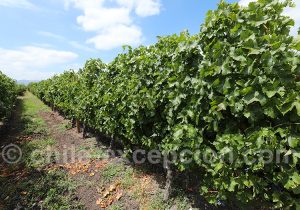 Cabernet Franc, Viña MontGras