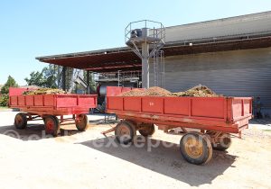Vendanges à la viña Los Vascos, Colchagua