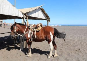 Cheval sur la plage à Pichilemu