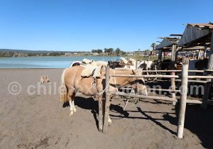 Pichilemu, promenade à cheval