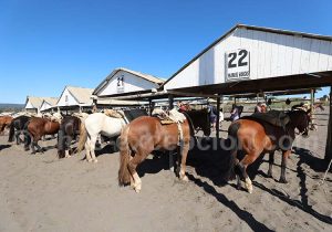 Chevaux à Pichilemu