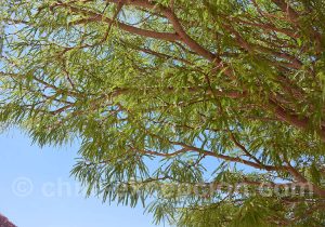 Feuillage de l'algarrobo