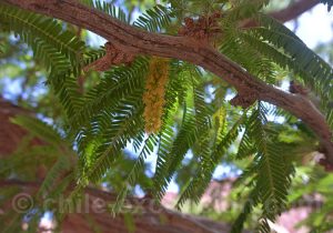 Détails de l'algarrobo