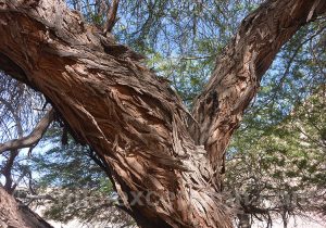 Tronc de l'algarrobo