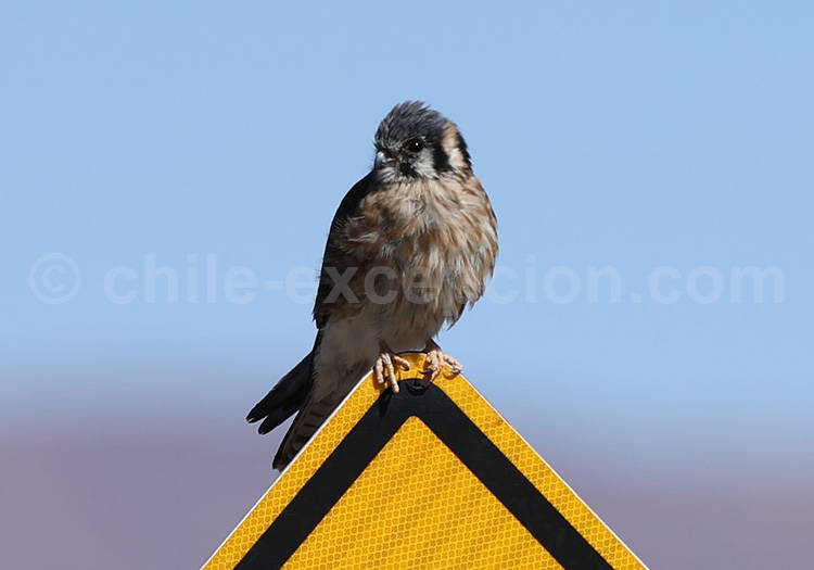 Halcón perdiguero, juvenile Halcón perdiguero, juvenile