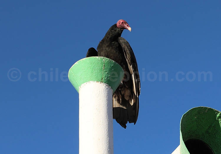 Urubu à tête rouge ou vautour aura (Cathartes aura) Urubu à tête rouge ou vautour aura (Cathartes aura)