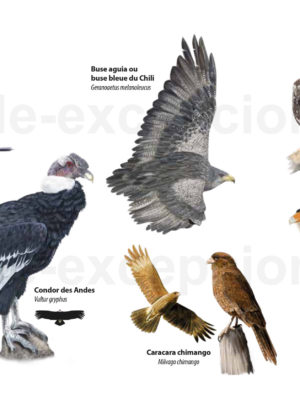 Rapaces du Chili