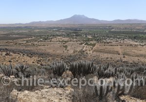 Vallée de Limari norte chico