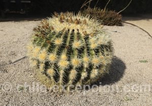 Echinocactus