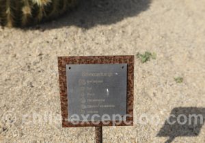 Echinocactus caractéristiques