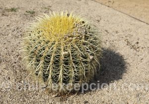 Echinocactus grusonii, Golden Barrel Cactus