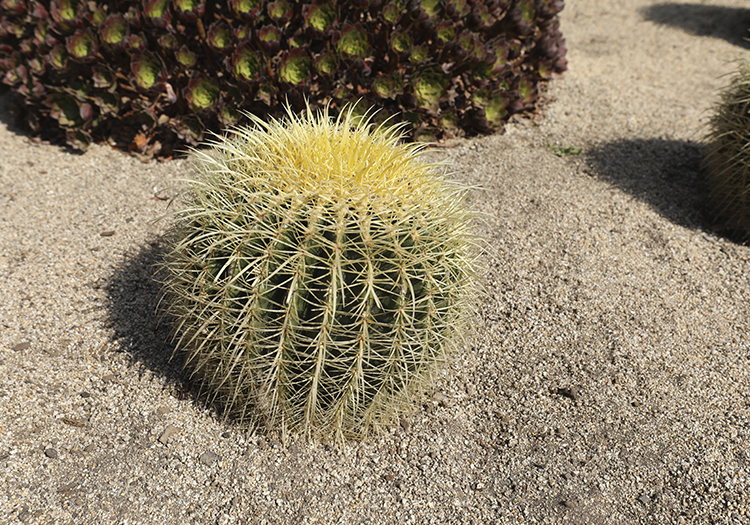 Echinocactus grusonii, Golden Barrel