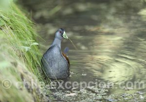Gallinule à face noire