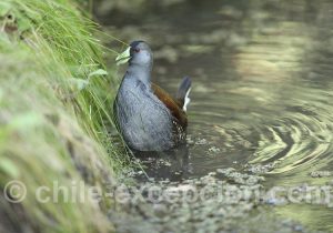 Gallinule à face noire, Pollona pintada (Gallinula melanops)