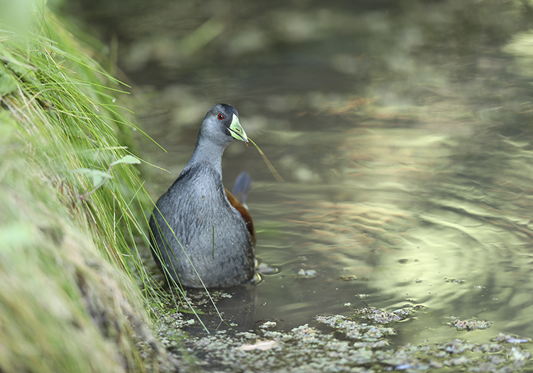Gallinule à face noire, Pollona pintada