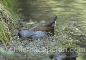 Pollona pintada (Gallinula melanops)