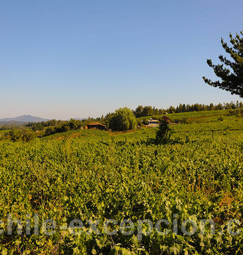 Vignes de la vallée de Itata
