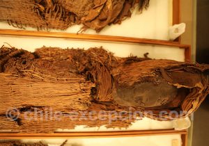 Momies au Musée Régional d'Iquique