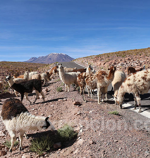 Lamas sur la route de Talabre
