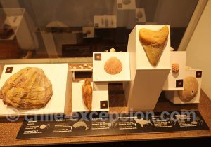 Musée Régional d'Iquique Fossiles
