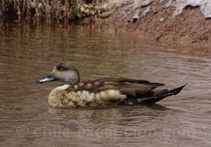 Canard huppé