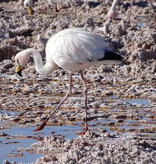 ~ faune atacama