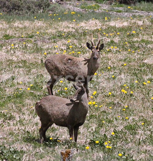 Cerf de Patagonie