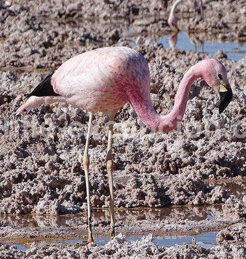 Flamant des Andes, Atacama