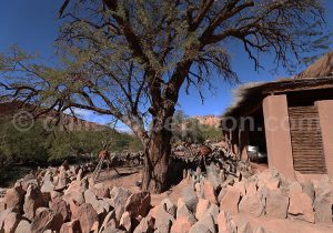 Hotel Alto Atacama, jardin