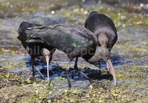 Ibis de Ridgway, Nord du Chili
