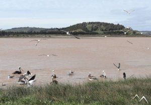 Mouettes sur la plage de La Boca au Chili