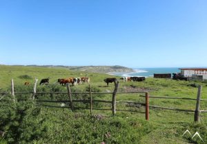 Vaches dans un près de La Boca au Chili