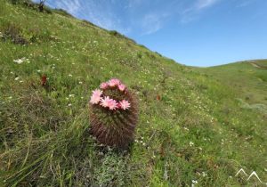 Cactus quisquito rosado Eriosyce subgibbosa dans les montagnes chiliennes