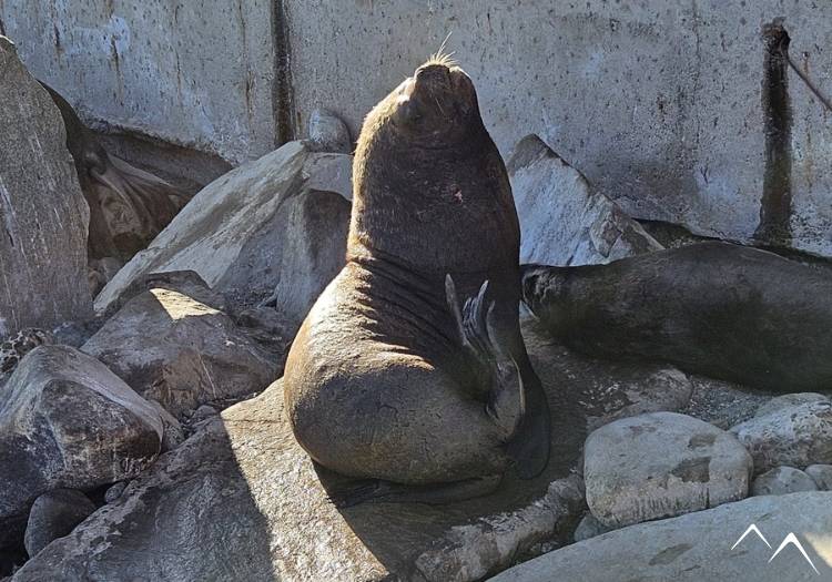 éléphant de mer à Valparaíso