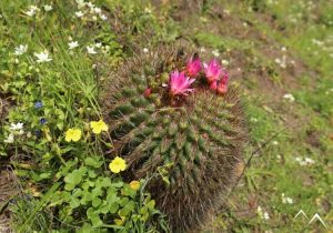 Gros plan sur un quisquito rosado Eriosyce subgibbosa