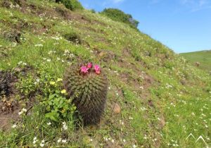 Flore chilienne quisquito rosado Eriosyce subgibbosa
