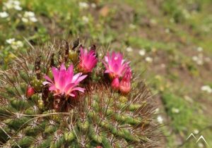 Fleurs de quisquito rosado Eriosyce subgibbosa