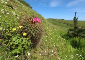 Vue du cactus quisquito rosado Eriosyce subgibbosa au Chili