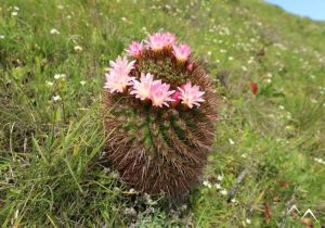 Quisquito rosado Eriosyce subgibbosa
