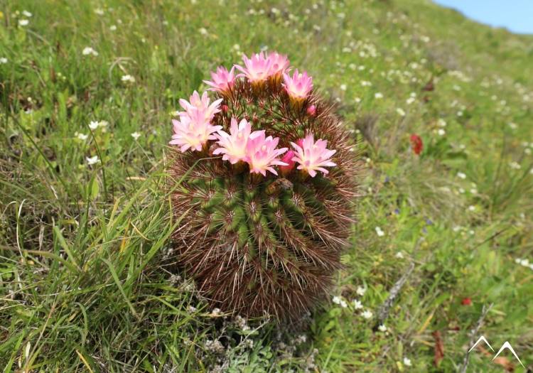 Quisquito rosado Eriosyce subgibbosa