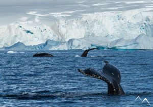 observation de baleines lors d'une croisière en Antarctique
