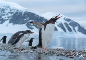 observation des manchots en Antarctique