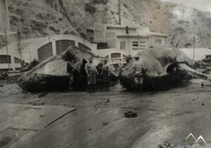 Photo baleines Fondation Quintay